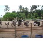 Ostrich Wonderland